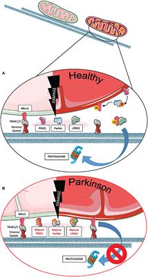 The Emerging Role of RHOT1/Miro1 in the Pathogenesis of Parkinson's Disease